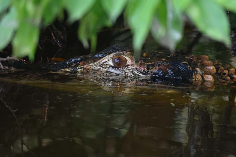 Puerto Maldonado: 4-Day Tambopata Rainforest Tour - Day 1: Sunset, river forest, and a night walk