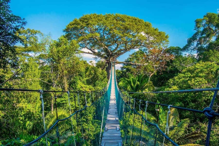 Puerto Maldonado: Jungle Adventure |Zipline + Canopy + Kayak - Two short zip lines with a practical catch