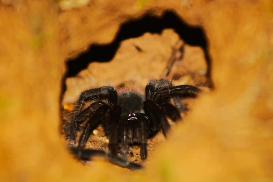 Puerto Maldonado: Jungle Night Tour with Sloths & Tarantulas - What the small group changes