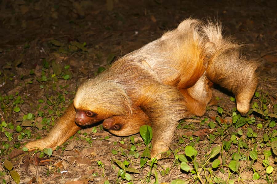 Puerto Maldonado: Jungle Night Tour with Sloths & Tarantulas - Is $45 a fair price?