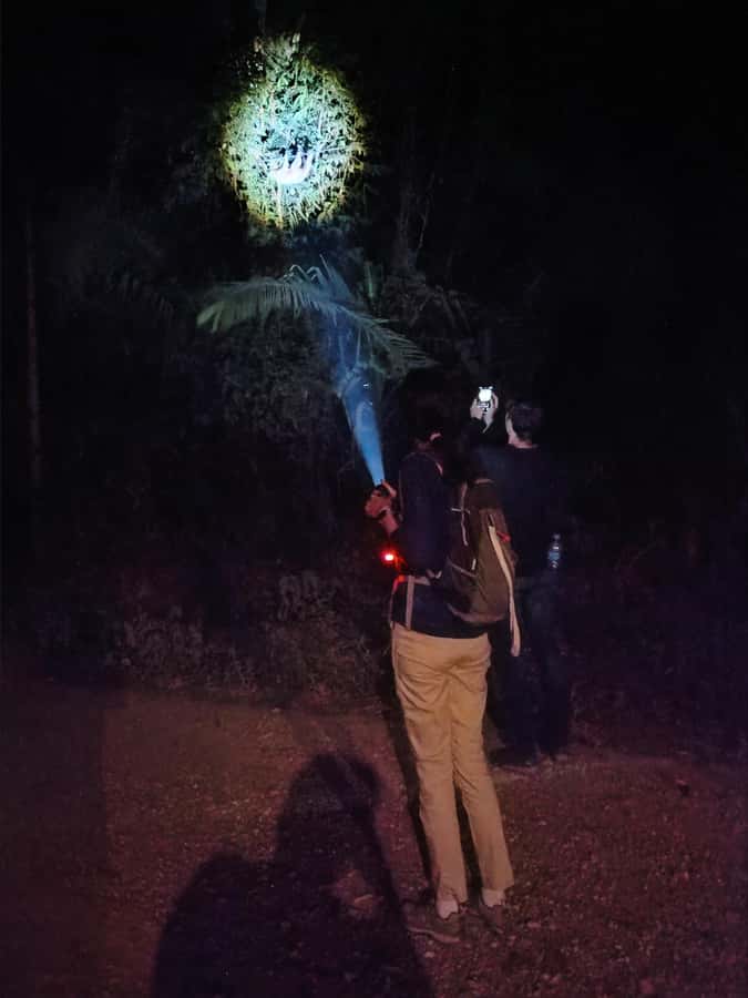 Puerto Maldonado: Jungle Night Tour with Sloths & Tarantulas - Who should book this night walk?