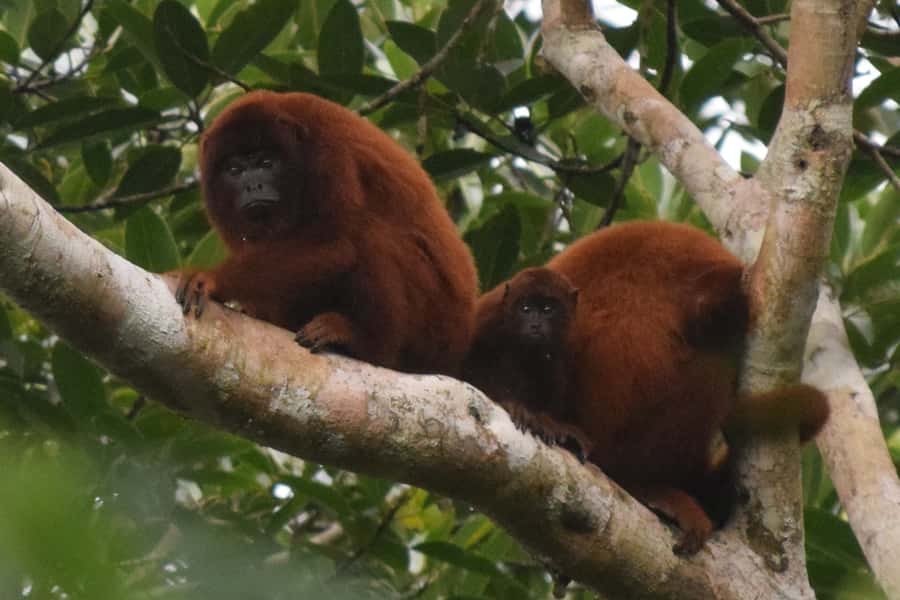 Puerto Maldonado: Sandoval Lake Full-Day Trip with Canoeing - Leaving Puerto Maldonado by boat