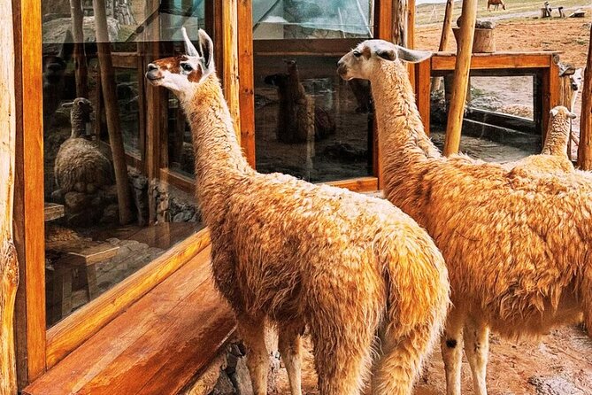 Quad bikes in Moray and Salineras and Picnic with llamas - Why this Cusco day trip works so well