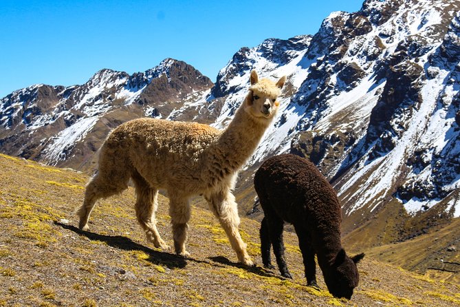 Rainbow Mountain in Cusco Full Day Tour - Vinicunca is beautiful, but it is not an easy outing