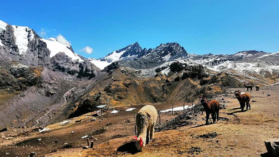 Rainbow Mountain tour and Machu Picchu tour by train - Lunch and the short window in Aguas Calientes