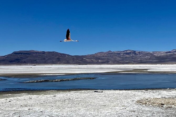 Salinas National Reserve PRIVATE TOUR - A picnic lunch with volcano views