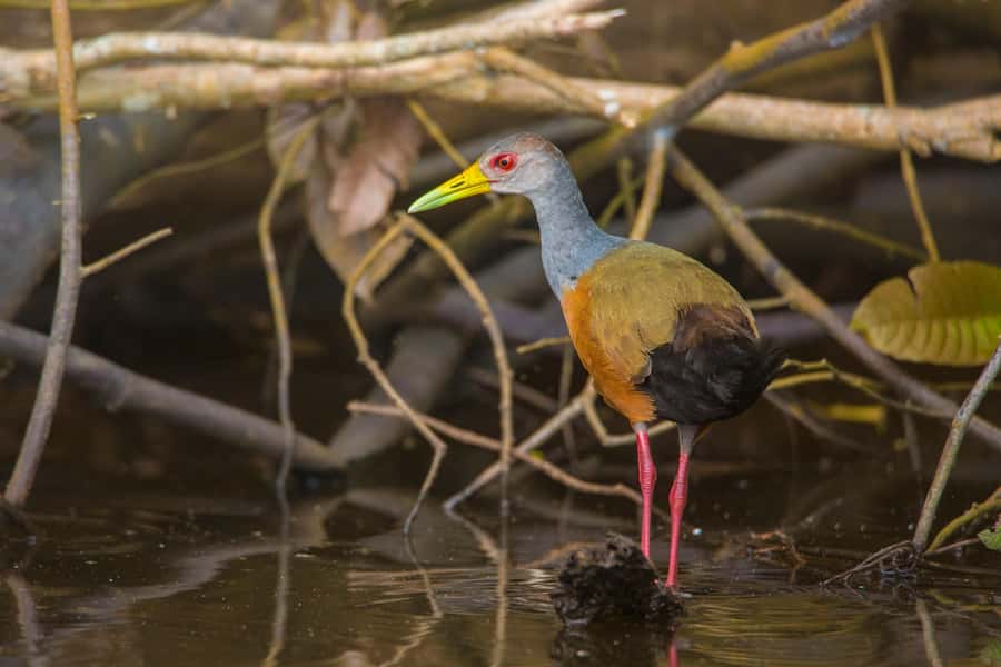 Sandoval Lake & Parrot Clay lick 3 Days/2 Nights - Key points to know before booking
