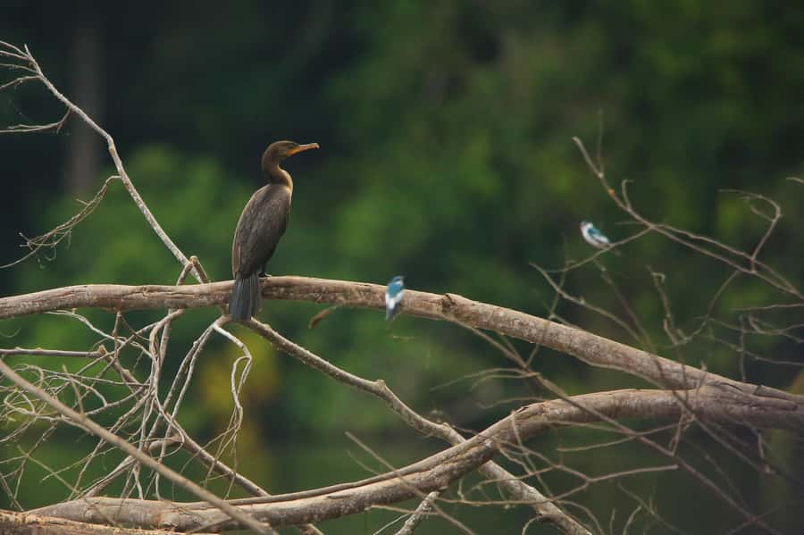 Sandoval Lake & Parrot Clay lick 3 Days/2 Nights - Why this three-day Tambopata trip works