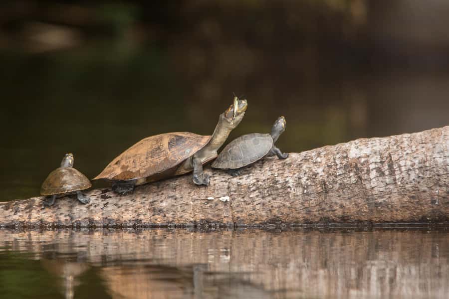 Sandoval Lake & Parrot Clay lick 3 Days/2 Nights - Night walking among insects and amphibians