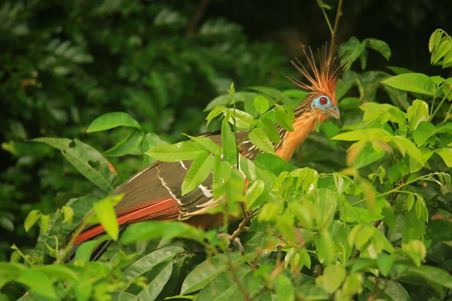 Sandoval Lake & Parrot Clay lick 3 Days/2 Nights - From the airport to Monte Amazonico Lodge
