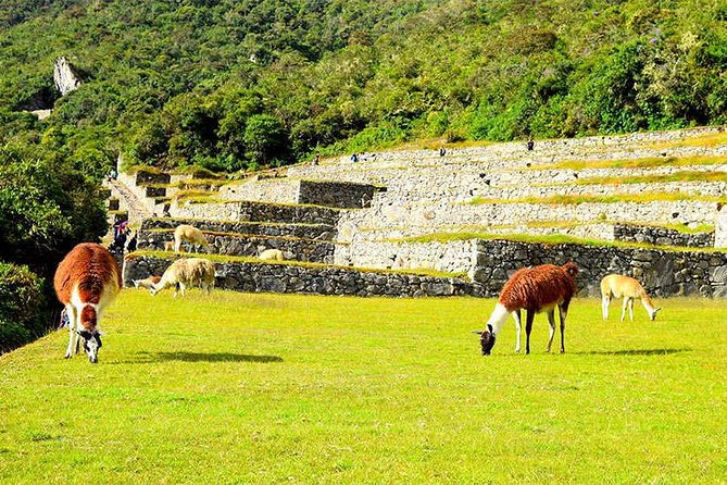 Small Group: 4-Day Inca Trail Trek to Machu Picchu - Day 3: Ruins, cloud forest, and Wiñayhuayna