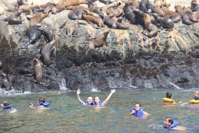 Swimming with Sea Lions in Lima - Should You Book the Palomino Islands Trip?