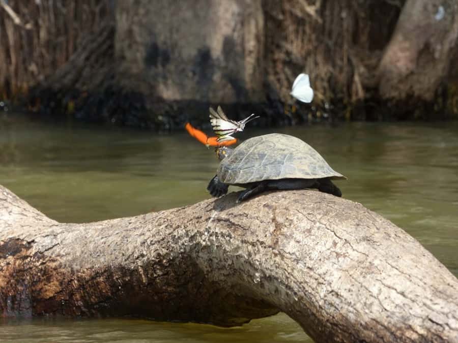 Tambopata: Lake Sandoval Canoeing with Lunch - Reaching Lake Sandoval from Puerto Maldonado