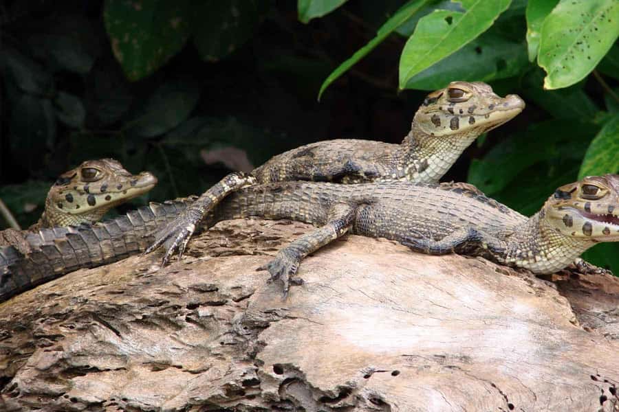 Tambopata: Lake Sandoval Canoeing with Lunch - What wildlife you may see