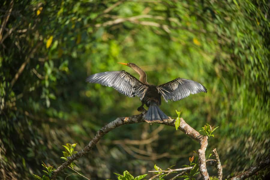 Tambopata Macaw Clay Lick 3 days/2 nights - Key details at a glance