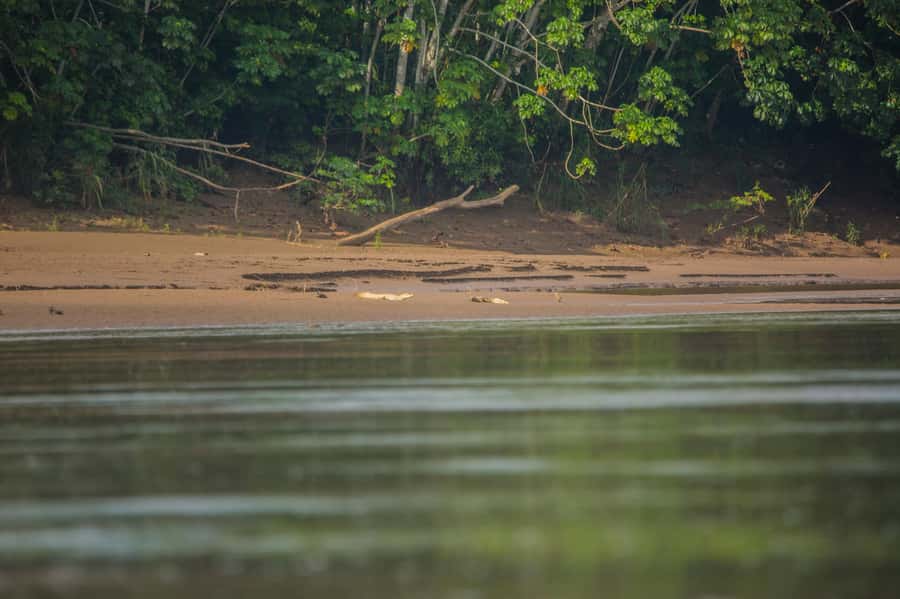 Tambopata Macaw Clay Lick 4 days/3 nights - Why the Chuncho clay lick is worth the early alarm