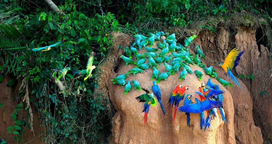 Tambopata Macaw Clay Lick 5 days/4 nights - Day 4: Walking to Lake Sandoval
