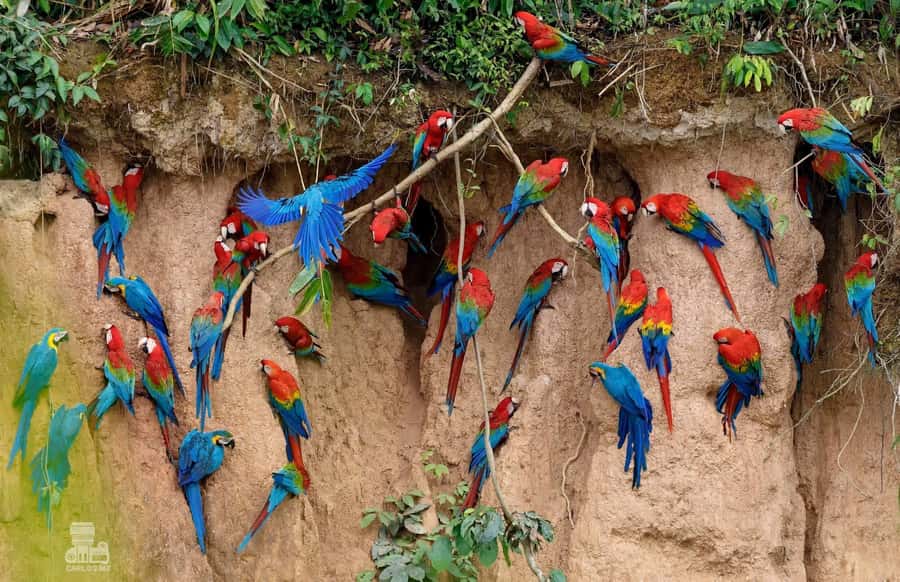 Tambopata Macaw Clay Lick 5 days/4 nights - What the $540 price really covers