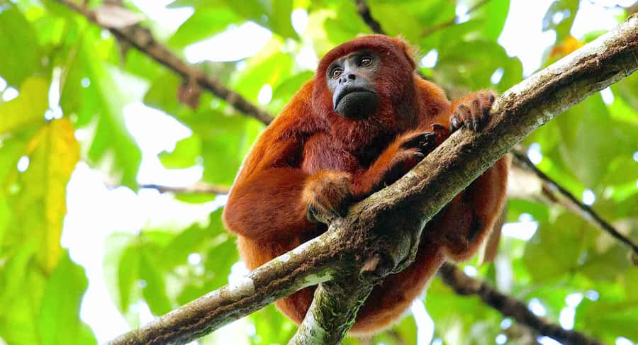 Tambopata: Multi-Day Amazon Rainforest Tour with Local Guide - Day two: the long walk to Sandoval Lake