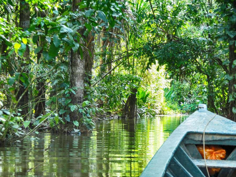 Tambopata: Multi-Day Amazon Rainforest Tour with Local Guide - Lodge comfort, meals, and the no-internet rule