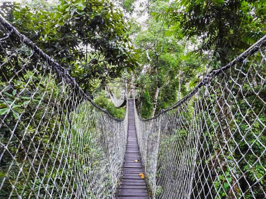 Tambopata: Multi-Day Amazon Rainforest Tour with Local Guide - Guides, pace, and physical demands