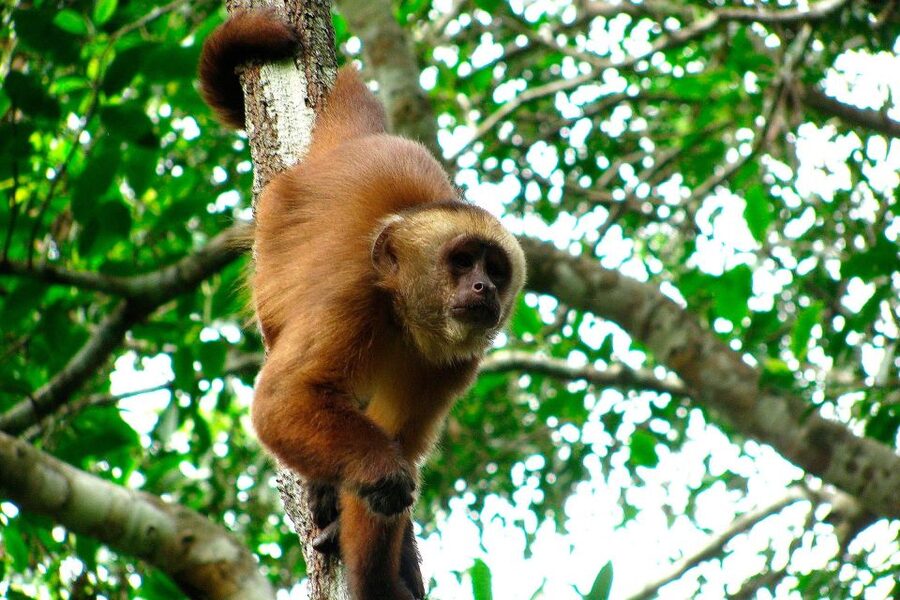 Tambopata: Multi-Day Amazon Rainforest Tour with Local Guide - How to make the most of the four days
