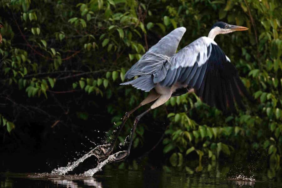 Tambopata: Multi-Day Amazon Rainforest Tour with Local Guide - Day one: boat ride, canopy tower, and caiman search