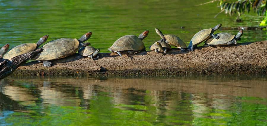 Tambopata National Reserve Tour 3 Days - Key points before you book