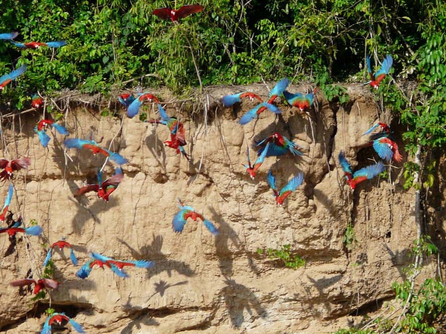 Tambopata National Reserve Tour 3 Days - Day 2: Hiking and rowing across Sandoval Lake