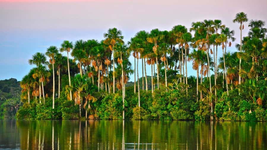 Tambopata Peruvian Amazon Jungle for Three Days/Two Nights - Key points to know before you book