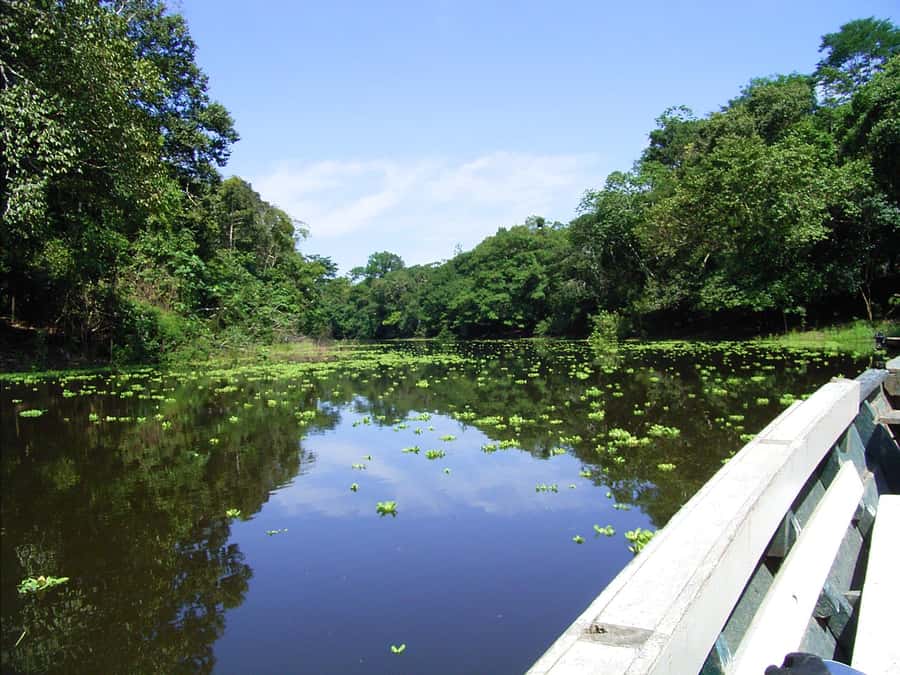 Tambopata Peruvian Amazon Jungle for Three Days/Two Nights - Rowing Lake Sandoval for monkeys, birds, and otters