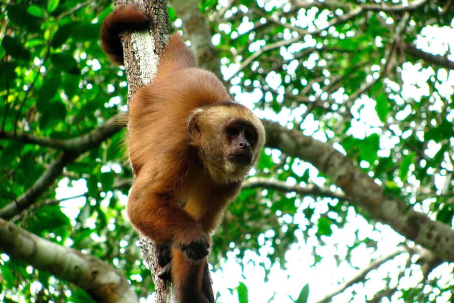 Tambopata: Zipline Adventure & Kayak to Monkey Island - Who should choose this Amazon day trip?