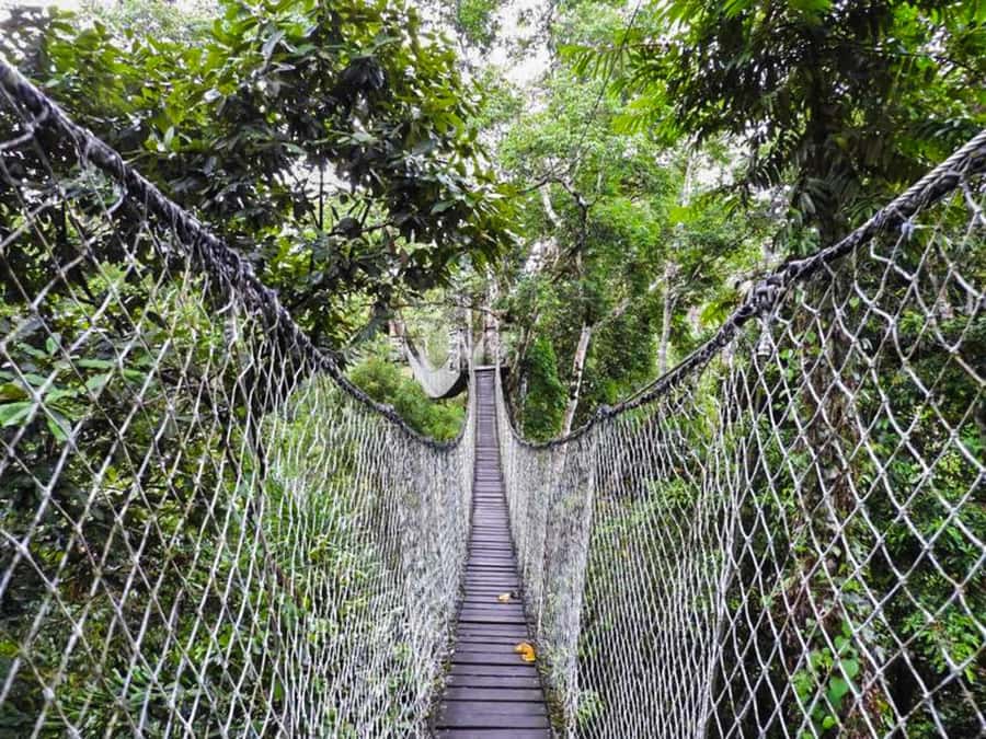 Tambopata: Zipline Adventure & Kayak to Monkey Island - Kayaking toward Monkey Island