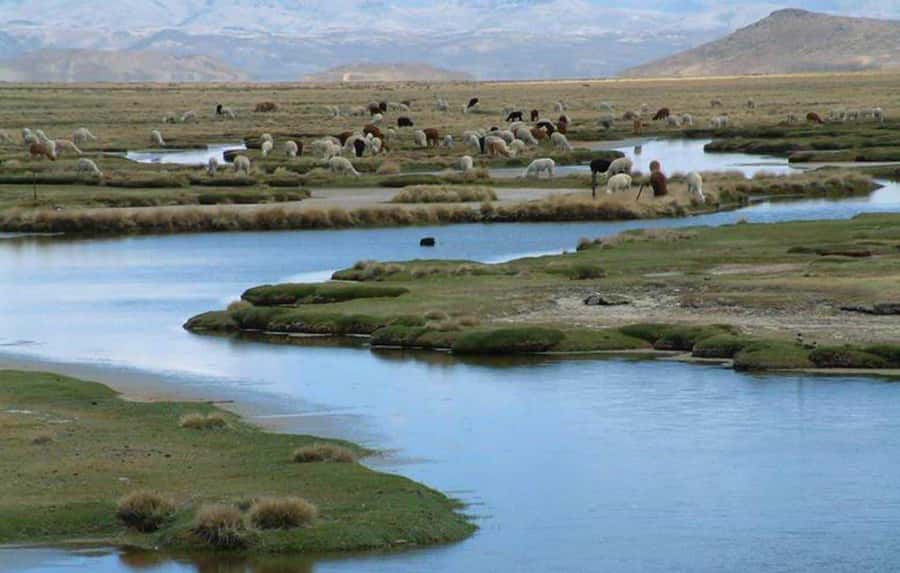 Tour to the Salinas Lagoon and National Reserve in Arequipa - Salinas Lagoon and the water mirrors