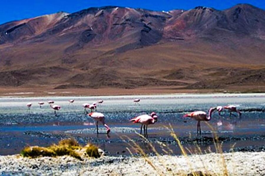 Tour to the Salinas Lagoon and National Reserve in Arequipa - The optional thermal wells
