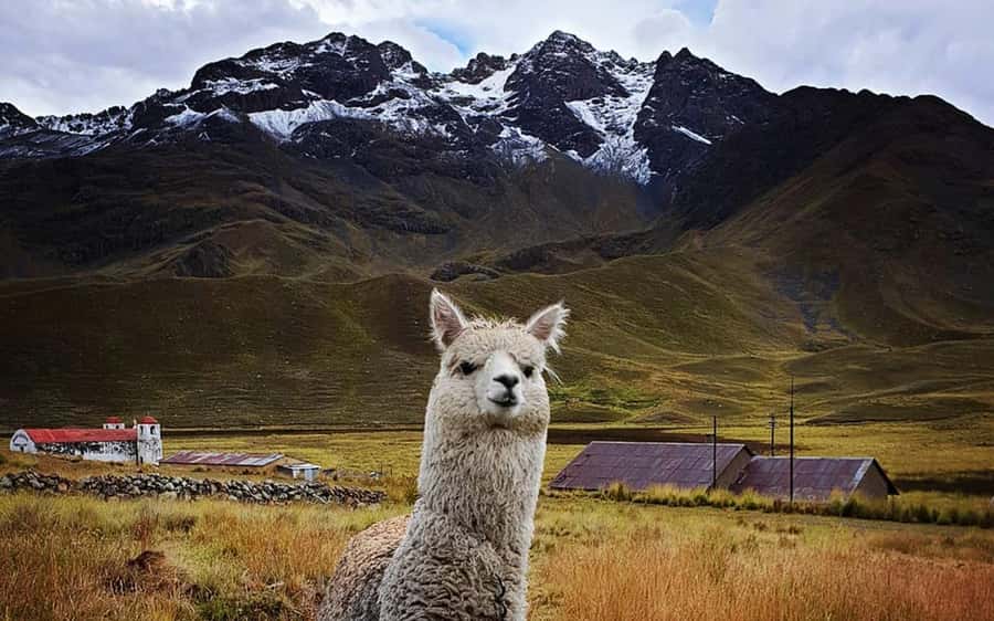 TRIP FROM PUNO TO CUSCO WITH THE ROUTE OF THE SUN - La Raya at 4,335 meters