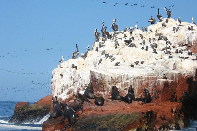 Ultimate Comfort: Lima to Huacachina, Ballestas and Vineyard - Guides, group size, and the feel of the day