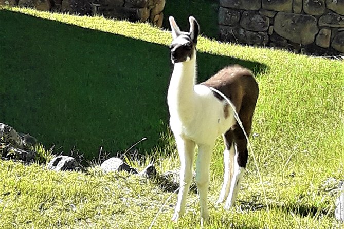 Ultimate Lares Trek & Inca Trail 5 days - Camps, meals, horses, and the people who make it work