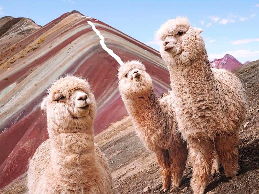 Vinicunca Mountain Tour - Full Day Tour to Rainbow Mountain - Lunch in Cusipata closes out the mountain day