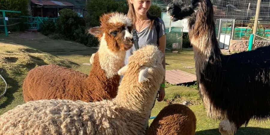 Visit to the Cochahuasi Animal Sanctuary with rescued animal - Why a Sanctuary Visit Matters Near Cusco