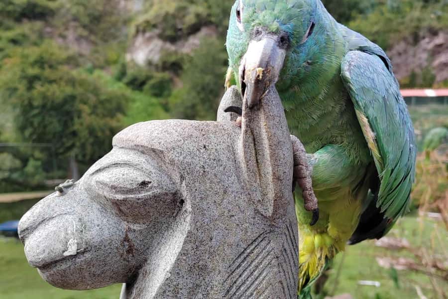 Visit to the Cochahuasi Animal Sanctuary with rescued animal - Feeding, Enrichment, and Llama Time