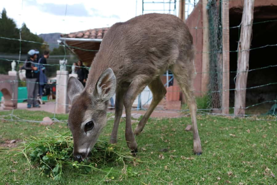 Visit to the Cochahuasi Animal Sanctuary with rescued animal - Who Will Enjoy This Three-Hour Outing