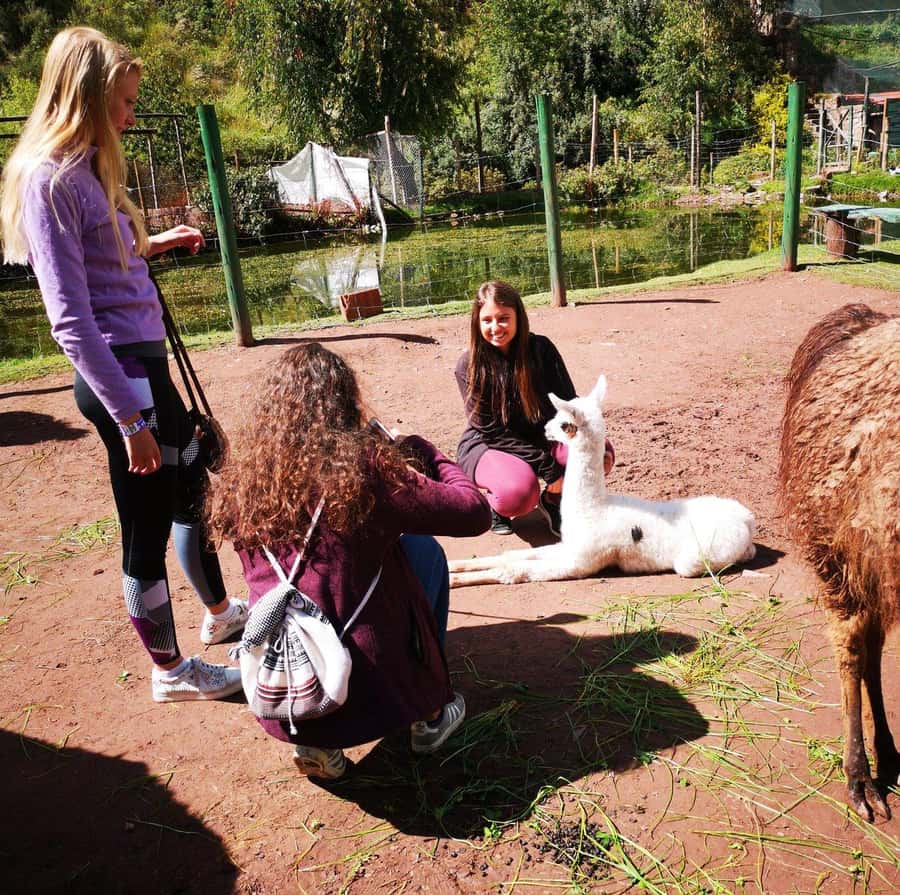 Visit to the Cochahuasi Animal Sanctuary with rescued animal - Practical Tips for a Better Visit