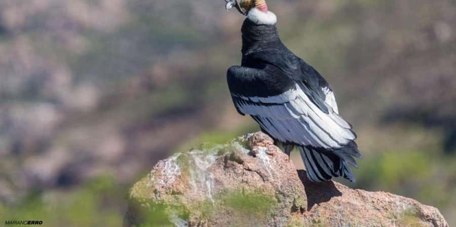 Visit to the Cochahuasi Animal Sanctuary with rescued animal - Should You Book Cochahuasi Animal Sanctuary?