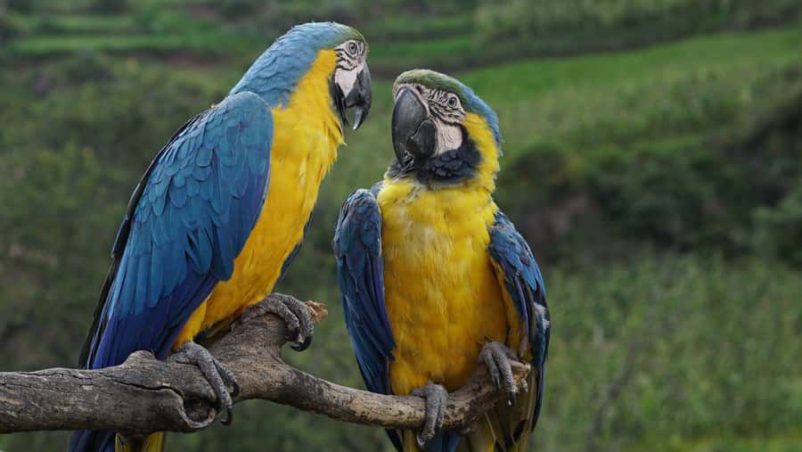 Visit to the Cochahuasi Animal Sanctuary with rescued animal - FAQ