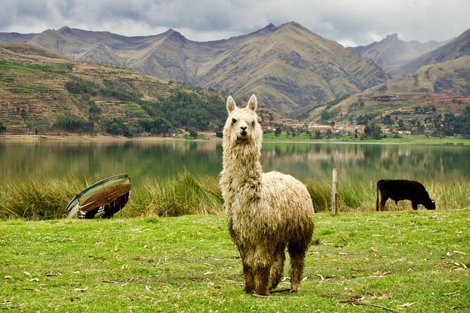 Wonderful Cusco 5-Day Tour with Entrance to Machupicchu - Day 4: The hard climb to Vinicunca